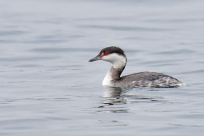 Horned Grebe