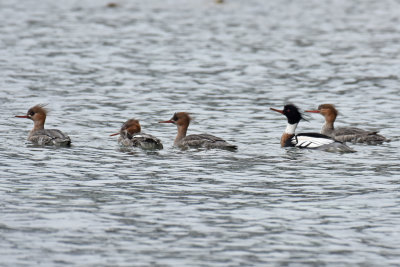 Red-breasted Mergansers, Hens and Drake