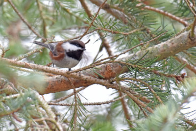 Chestnut-backed Chickadee