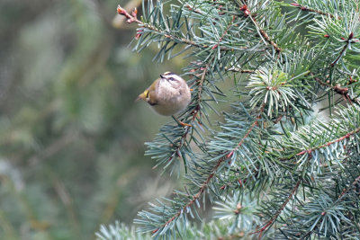 Golden-crowned Kinglet