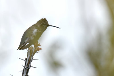 Costa's Hummingbird, Female