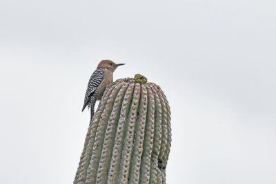Gila Woodpecker, Female