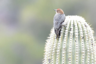 Gila Woodpecker, Male