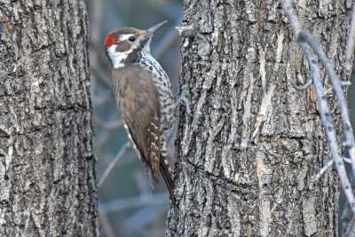 Arizona Woodpecker, Male
