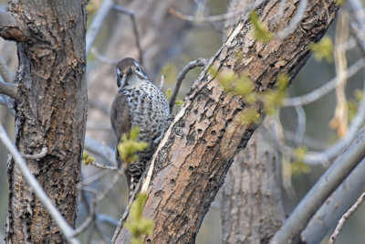 Arizona Woodpecker, Male