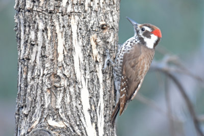 Arizona Woodpecker, Male