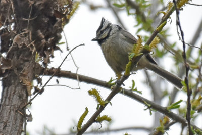 Bridled Titmouse