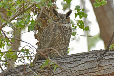 Great-horned Owl