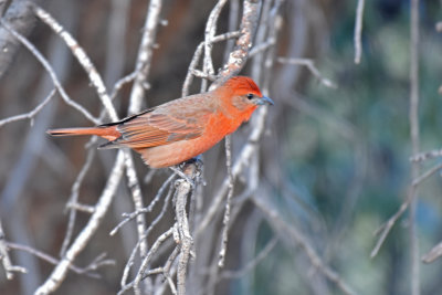 Hepatic Tanager, Male