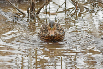 Mexican Duck, Female