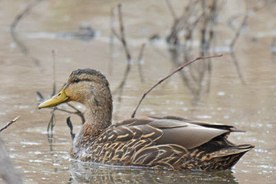 Mexican Duck, Male