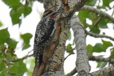 Red-naped Sapsucker, Male