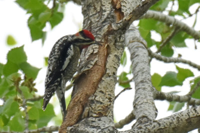 Red-naped Sapsucker, Male