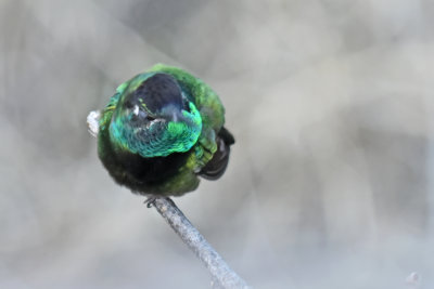 Rivoli's Hummingbird, Male