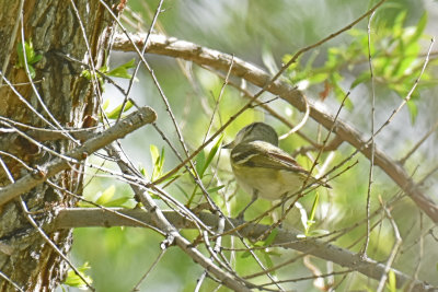 Cassin's Vireo