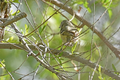 Cassin's Vireo