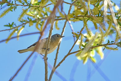 Lucy's Warbler, Female