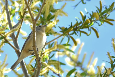 Lucy's Warbler, Female