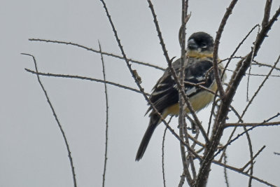 Morelet's Seedeater, Male