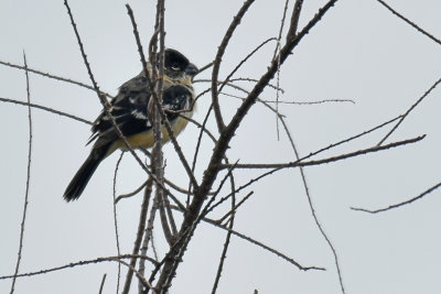 Morelet's Seedeater, Male