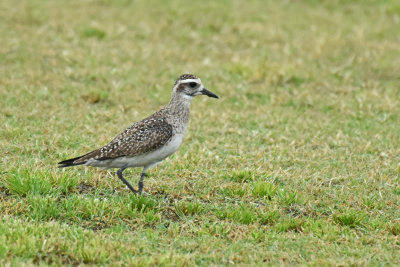 American Golden-Plover, Basic Plumage