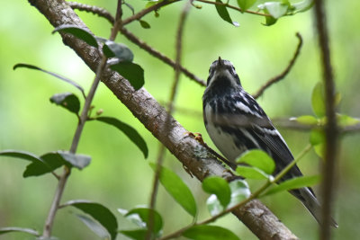 Black-and-White Warbler, Male
