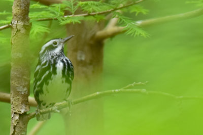 Black-and-White Warbler, Male