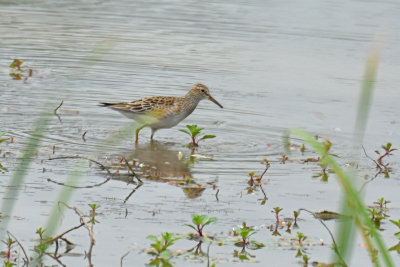 Pectoral Sandpiper