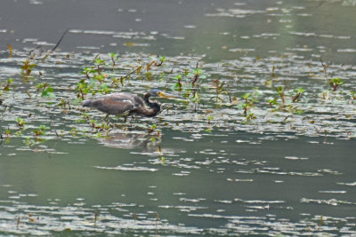 Tricolored Heron