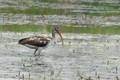 White Ibis, Immature