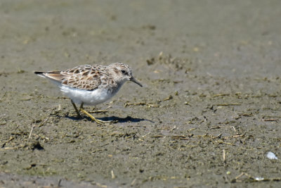 Least Sandpiper