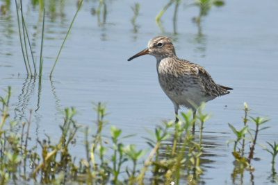 Pectoral Sandpiper