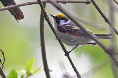 Chestnut-sided Warbler, Male Alternate Plumage