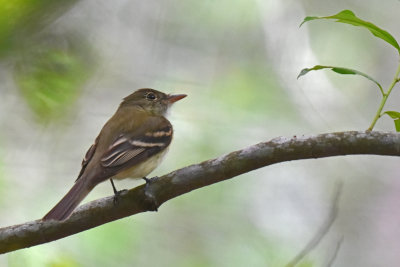 Flycatcher spp.