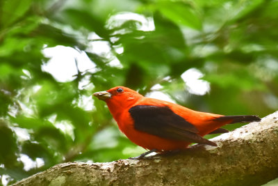 Scarlet Tanager, Male