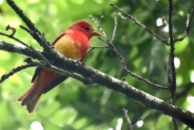 Summer Tanager, Immature Male