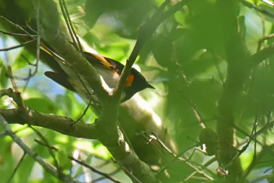American Redstart, Male