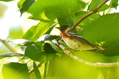 Bay-breasted Warbler, Male