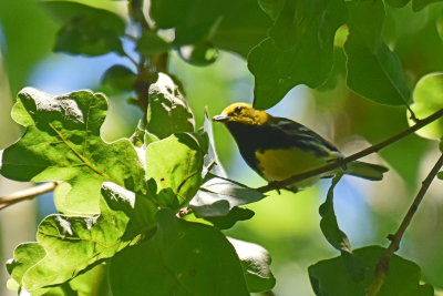 Black-throated Green Warbler, Male