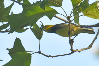 Black-throated Green Warbler, Female