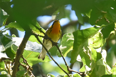 Blackburnian Warbler, Male