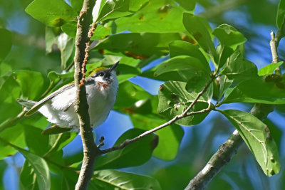 Chestnut-sided Warbler, Female