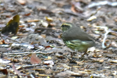 Northern Waterthrush