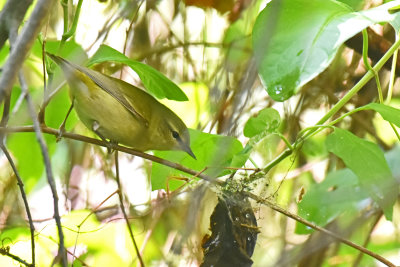 Tennessee Warbler, Male