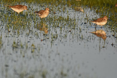 White-rumped Sandpipers
