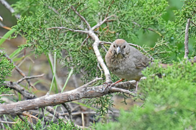 Canyon Towhee