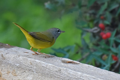 MacGillivray's Warbler