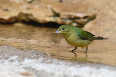 Painted Bunting, Female