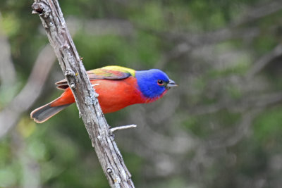 Painted Bunting, Male