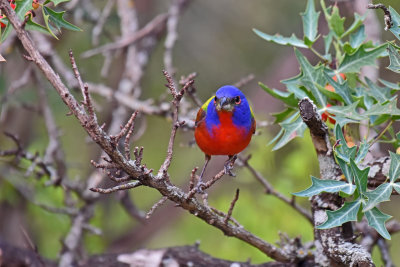 Painted Bunting, Male